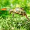 jumping-tortoise_sm.jpg